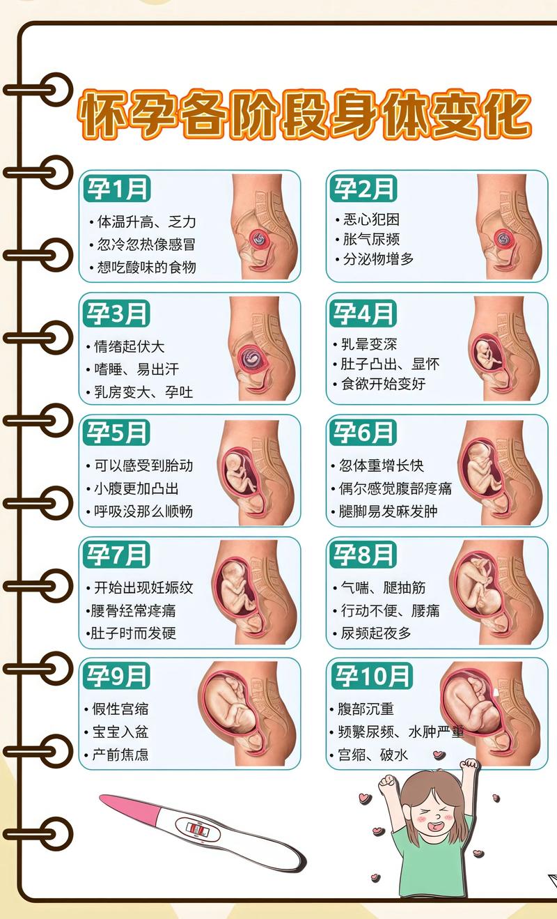 揭秘供卵代孕妈妈怀孕小腹分两节，孕期变化的奥秘海口代生机构: